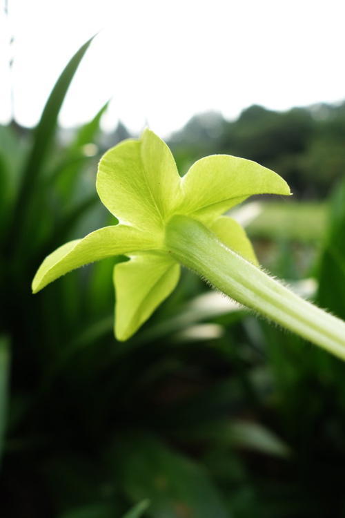 烟草并非烟草花，这白花朵朵可家养